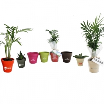 PLANTE DÉCO EN POT ÉCOLO